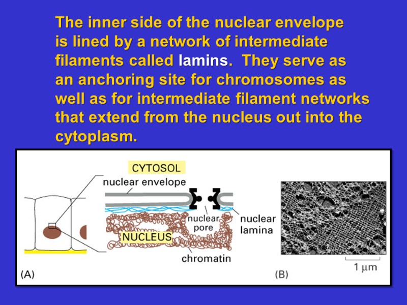 The inner side of the nuclear envelope is lined by a network of intermediate